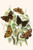European Butterflies & Moths  (Plate 7)