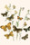 European Butterflies & Moths  (Plate 14)