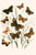 European Butterflies & Moths  (Plate 15)