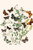 European Butterflies & Moths  (Plate 16)