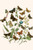 European Butterflies & Moths  (Plate 17)
