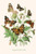 European Butterflies & Moths  (Plate 70)
