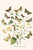 European Butterflies & Moths  (Plate 109)