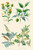 Plants used in dyeing. Safflower, Fustic, Brazil Wood, Logwood