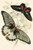 European Butterflies & Moths  (Plate 125)