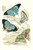 European Butterflies & Moths  (Plate 131)