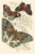 European Butterflies & Moths  (Plate 138)