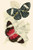 European Butterflies & Moths  (Plate 141)