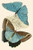 European Butterflies & Moths  (Plate 145)