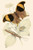 European Butterflies & Moths  (Plate 146)