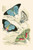 European Butterflies & Moths  (Plate 149)