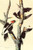 Ivory-Billed Woodpecker