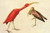 Scarlet Ibis