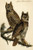 Great Horned Owl