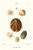 limpetshell