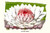 Lotus Flower - water lily