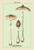 Edible Fungi: Parasol Mushroom