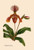 Orchid: Cypripedium Lathianum