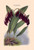 Orchid: Pleurothallis-Roezli
