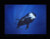 Pilot Whale Poster