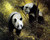 Panda Pair Poster