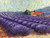 Lavender Fields II-2 Poster