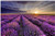 Lavender Sunrise Poster