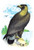 Golden Eagle, Ring-Tailed Eagle