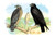 Red Shouldered Hawk or Buzzard, American Rough-Legged Hawk
