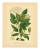 Botanical Series 262 Poster