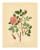 Botanical Series 293 Poster