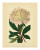 Botanical Series 630 Poster