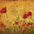 Field of Poppies Poster