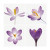 Four Crocuses Poster