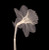 Veiled Blossom (Sepia) Poster