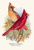 Virginian Cardinal