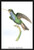 Hummingbird: Trochilus Saphirinus