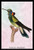Hummingbird: Trochilus Petasphorus