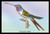 Hummingbird: Trochilus Vesper