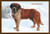 Smooth Coated Saint Bernard