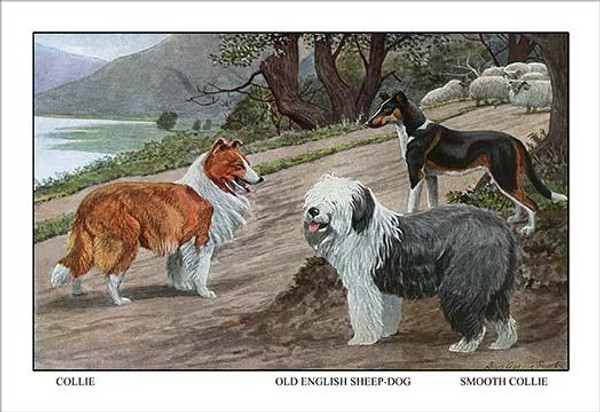 Collie, Old English Sheep Dog, Smooth Collie