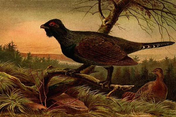 Wood Grouse, Heather Cock or Caipercaille