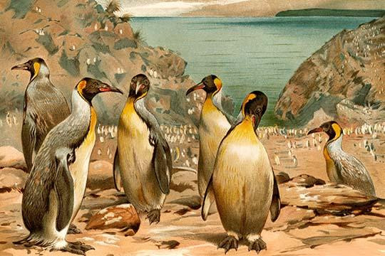 Penguins