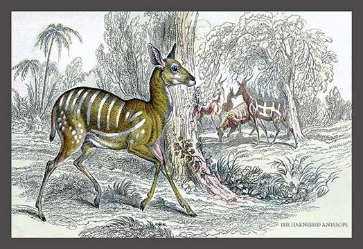 Harnessed Antelope
