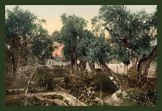 The Gardem of Gethsemane