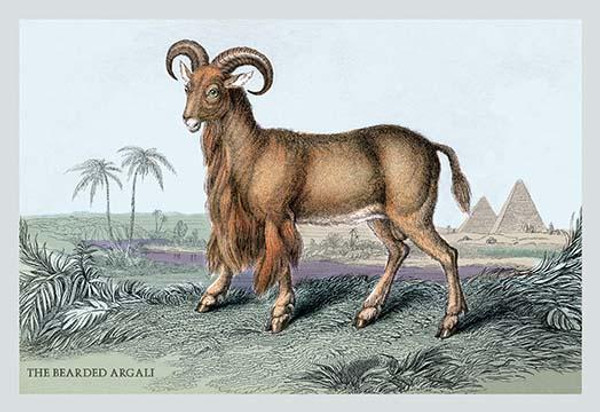 The Bearded Argali