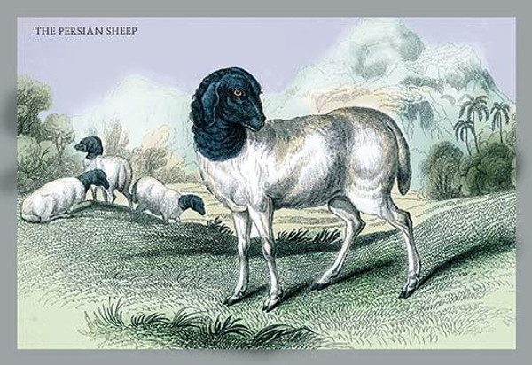 The Persian Sheep