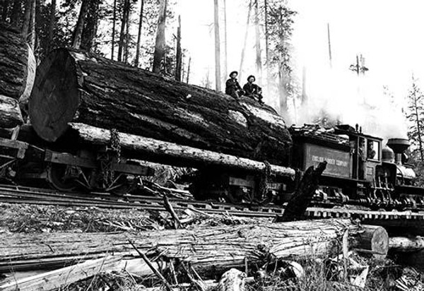 Transporting Fallen Old Growth