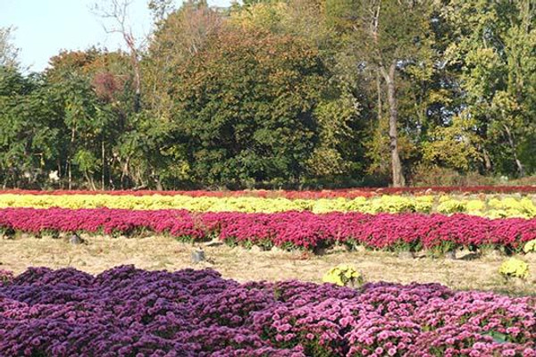 Rows of Mums