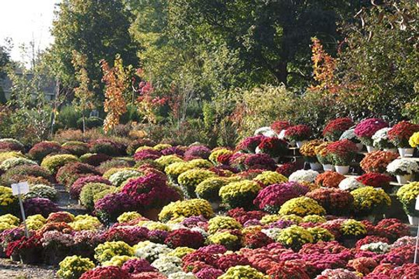 Assorted Mums